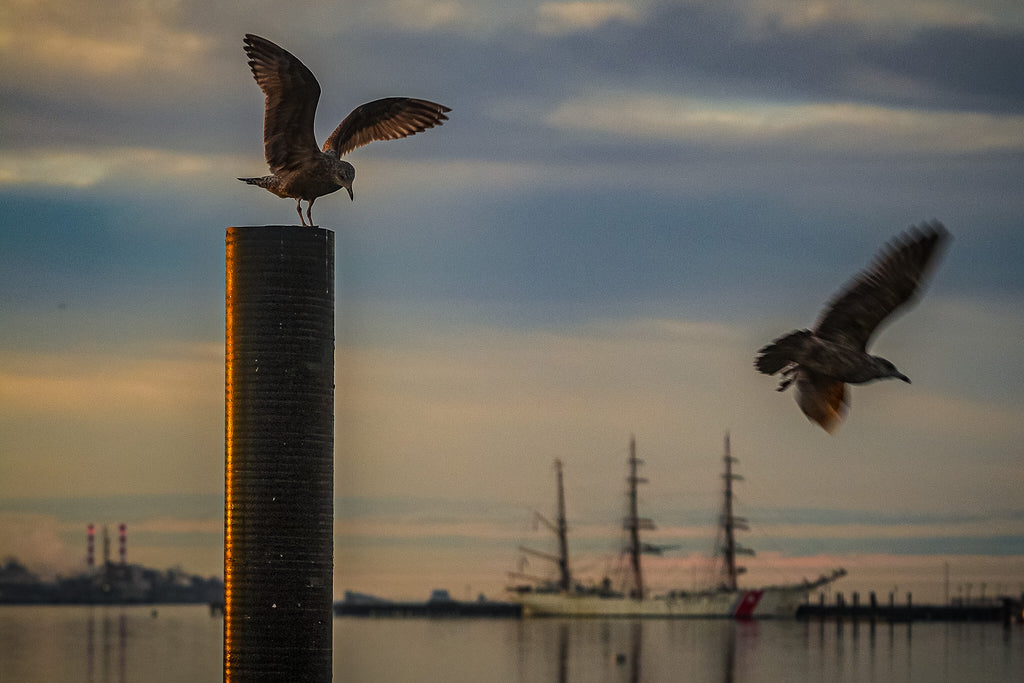 USCGC Eagle New London Seagull Sunset Accent Coffee Mug — Scenic Beach Bird Photography, 11/15oz